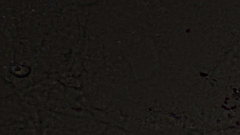 shutterstock_258079826