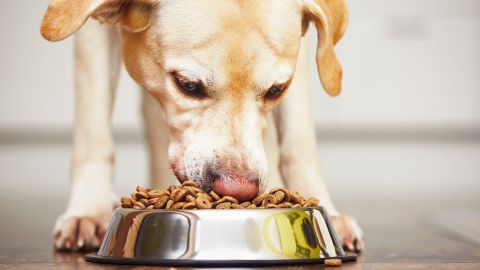 Las lágrimas del perro han causado molestia entre los internautas.