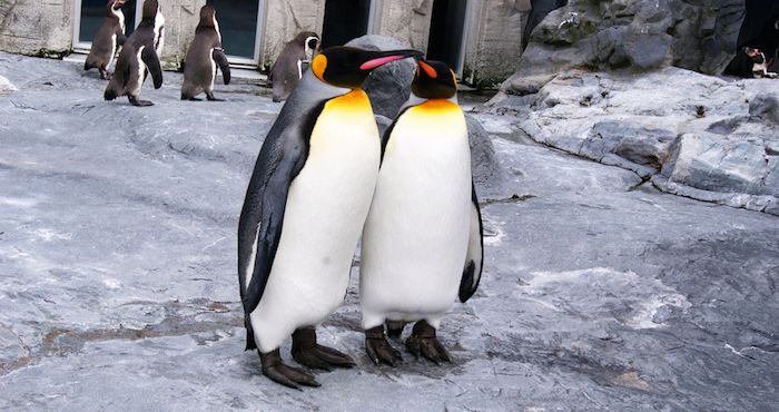 Encuentran a un pingüino muerto luego de ingerir una mascarilla N95 en Brasil