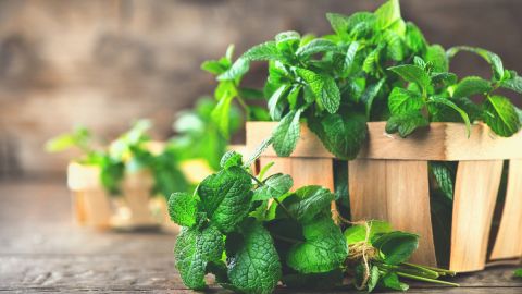 menta