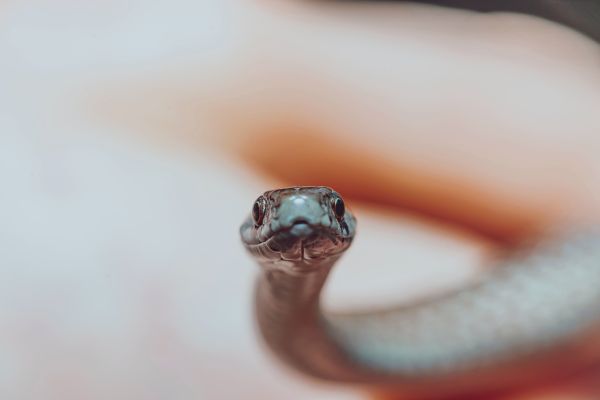 Reptile énorme Qui Traumatise New York Descubre enorme serpiente en la guantera del auto - El Diario NY