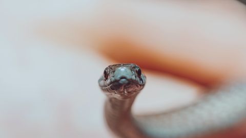 Serpiente.