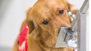 Cómo puede un perro detectar si tienes coronavirus