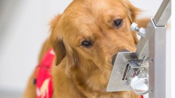 Los perros utilizan cerca del 40% de su cerebro para procesar lo que olfatean.