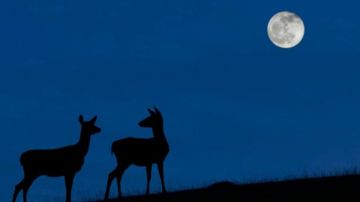 El mejor momento para ver la "Luna azul" será cuando la noche del 31 de octubre sea más oscura y el cielo esté despejado.