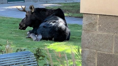El animal se tumbó en una de las entradas a la escuela.