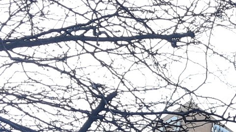 Bolsas ligeras y contaminantes