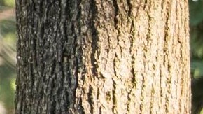 El último día del conteo, el jueves, se hizo un gran esfuerzo para tratar de contar el mayor número de neoyorquinos posibles.