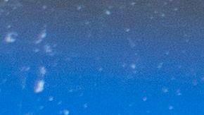 Por qué miles de pollitos están muriendo después de ser enviados por el Servicio Postal de Estados Unidos