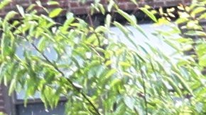 Miles de personas han abandonado las ciudades liberales.