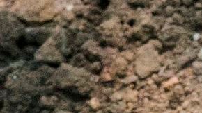 El sujeto sintió que las ratas le trepaban.