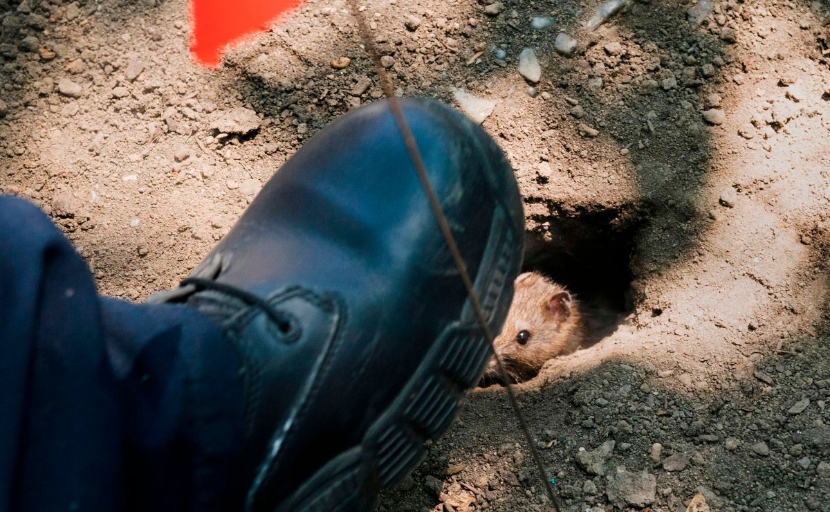 Ratas del tamaño de conejos sorprenden en Central Park - El Diario NY