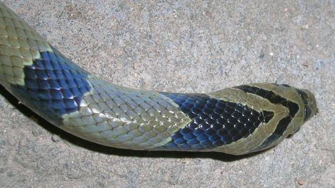 Serpiente kukri.