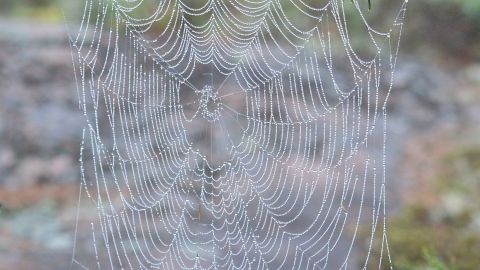 Una telaraña circular de en South Point Island en Killarney, Ontario, Canadá.