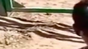 VIDEO: Sicarios ejecutan con tiros en la cabeza a supuestos operadores de Caro Quintero