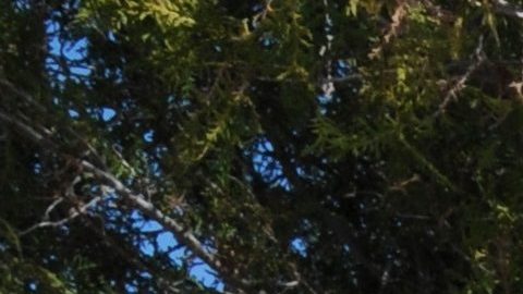 Carlos Doniz muestra el formulario de su registro para votar por primera vez.