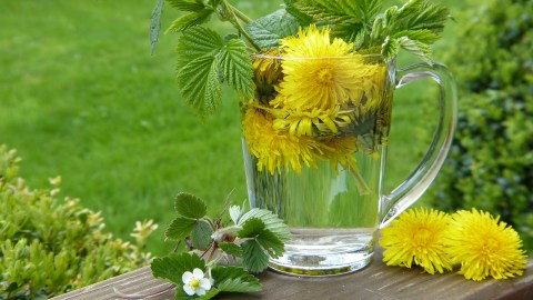 Té de diente de león