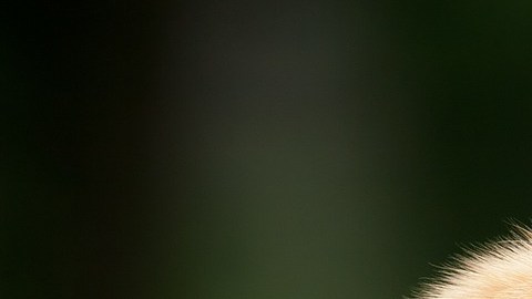 Los dueños dijeron que el perro sufría de una grave enfermedad.