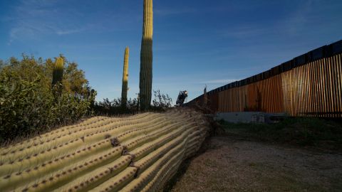Saguaros cortados
