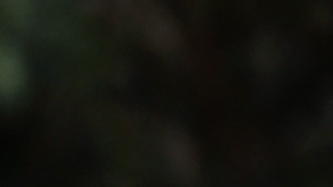 Miles de neoyorquinos salieron a apoyar a su candidato a presidente y otros cargos cuando la votación temprana comenzó este fin de semana