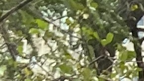 Ashely Verdeja, la hermana de Allan Feliz, demanda que la Administración De Blasio, despida a los policías implicados en la muerte ocurrida hace un año.