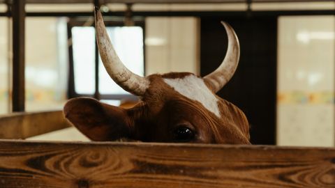 El toro deambulaba por las calles.