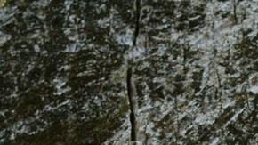 Chicken of the Woods o pollo del bosque es comestible y puede ser muy versátil.