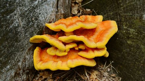 Chicken of the Woods o pollo del bosque es comestible y puede ser muy versátil.