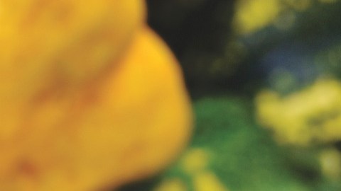 Calabazas