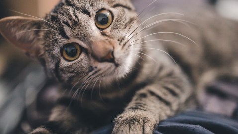 gato
