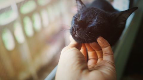 Pareciera que el animal conversara con la bebé.