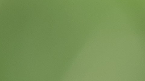La comunidad virtual enloqueció con las imágenes del extraño animal.