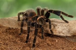 Aseguran haber visto tarántulas con alas en algunas ciudades de EE.UU. y México