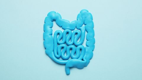 Intestino