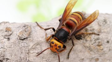 Científicos en Washington colocaron dispositivos de seguimiento en los insectos usando hilo dental.