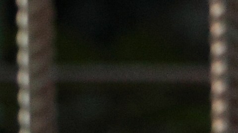 Más de 47 animales fueron descubiertos en terrible estado.