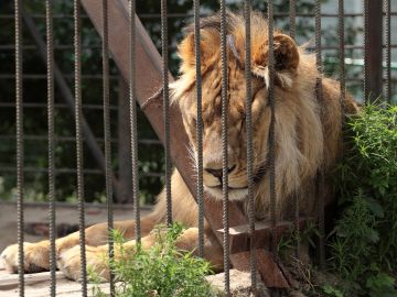 Más de 47 animales fueron descubiertos en terrible estado.