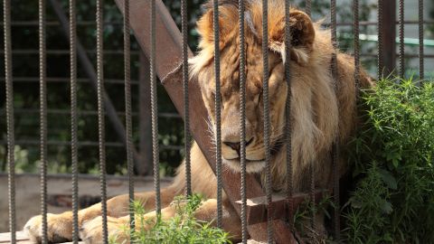 Más de 47 animales fueron descubiertos en terrible estado.