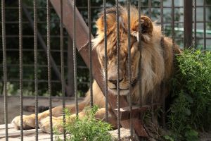 Las impactantes imágenes de decenas de animales en estado de desnutrición en zoo de África