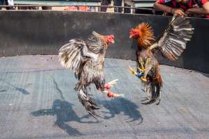 Muere policía en Filipinas tras ser atacado por gallo de pelea