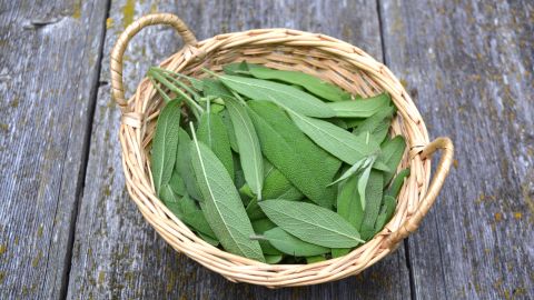 Salvia