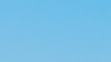 El león marino se desplazó cerca de 10 cuadras.