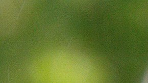 Té de flor de jamaica