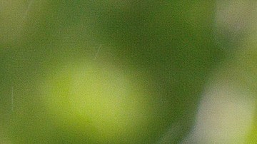 Té de flor de jamaica