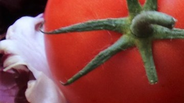 Alimentos ricos en vitamina C