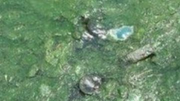 Shiva dice que ha salvado 114 vidas hasta ahora.