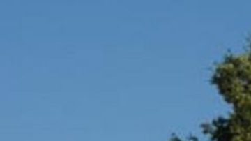 El quillay es un árbol endémico de la Zona Central de Chile.