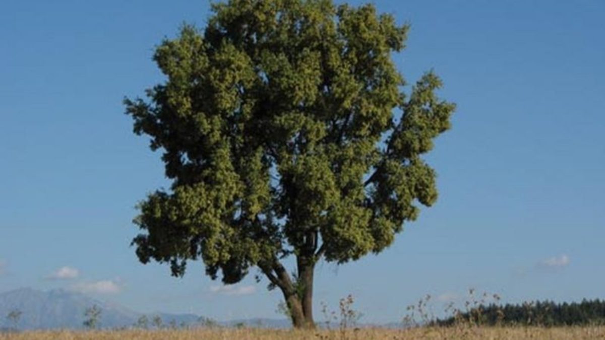 Árbol originario de Chile podría tener la “clave” para combatir al