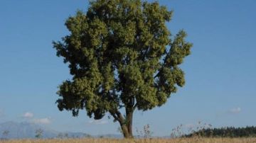 El quillay es un árbol endémico de la Zona Central de Chile.