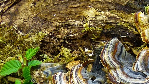 El hongo cola de pavo o Trametes Versicolor crece en troncos muertos en todo el mundo.
